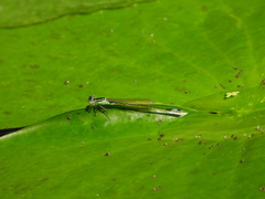 Ischnura elegans