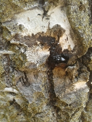 Hololepta