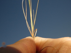 Bulbostylis oritrephes