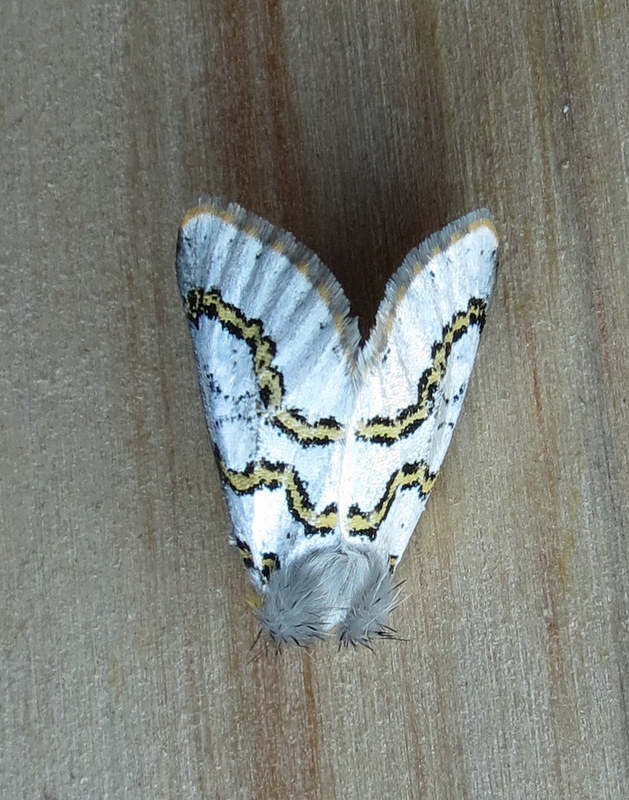 Procanthia