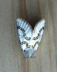 Procanthia distantii