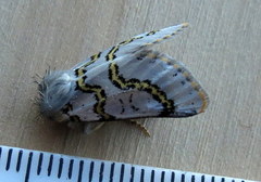 Procanthia distantii