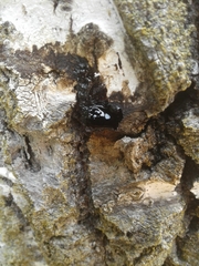 Hololepta