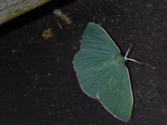 Prasinocyma semicrocea