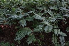 Sorbaria sorbifolia