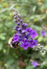 Bombus