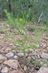 Cordylanthus wrightii