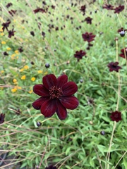Cosmos atrosanguineus
