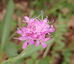 Knautia ressmannii