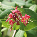 Lonicera dioica - Photo (c) Rob Routledge, Sault College, Bugwood.org,  זכויות יוצרים חלקיות (CC BY)