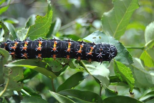 Wahlberg's Emperor