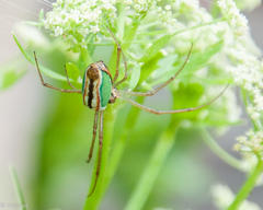Leucauge levanderi