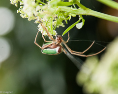 Leucauge levanderi