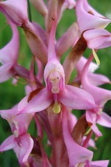 Disa rhodantha