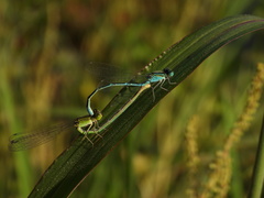 Paracercion hieroglyphicum