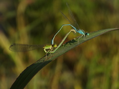 Paracercion hieroglyphicum