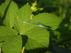 Paracercion melanotum