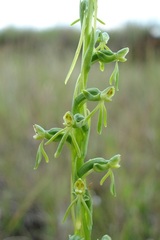 Habenaria filicornis