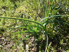 Chlorophytum triflorum