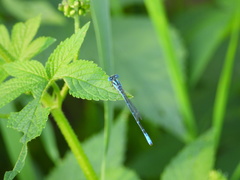 Paracercion melanotum