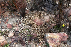 Pronolagus saundersiae