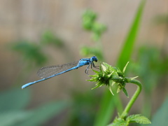 Paracercion melanotum