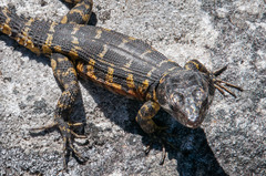 Pseudocordylus microlepidotus microlepidotus