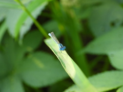 Paracercion melanotum