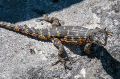 Pseudocordylus microlepidotus microlepidotus
