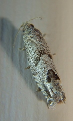 Pelochrista consobrinana