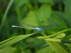 Paracercion melanotum