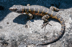 Pseudocordylus microlepidotus microlepidotus