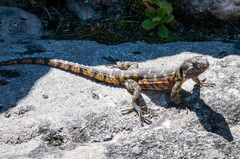 Pseudocordylus microlepidotus microlepidotus