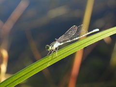 Paracercion hieroglyphicum