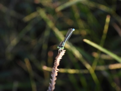 Paracercion hieroglyphicum