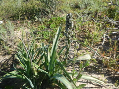 Chlorophytum triflorum