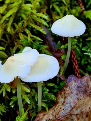 Mycena niveipes