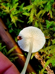 Mycena niveipes