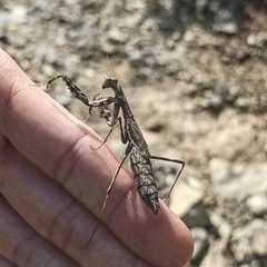 Bolivaria brachyptera