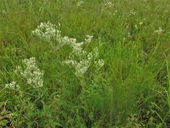 Eupatorium sullivaniae