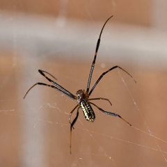 Trichonephila senegalensis annulata