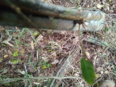 Grewia caffra