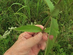 Eupatorium sullivaniae