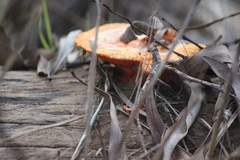 Cantharellus concinnus