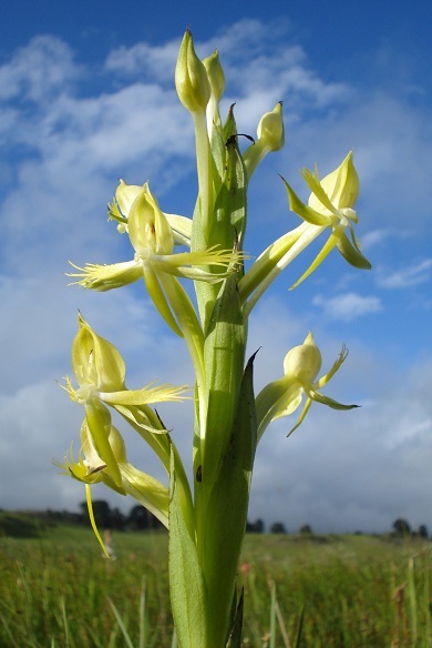 Centrostigma