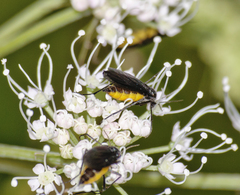 Sciara hemerobioides