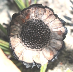 Protea scabra