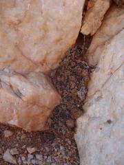 Crassula pseudohemisphaerica