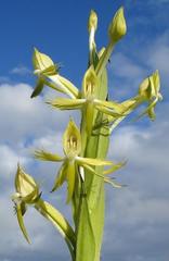 Centrostigma occultans