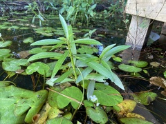 Hygrophila